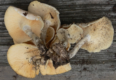 resized_P1000178.jpg