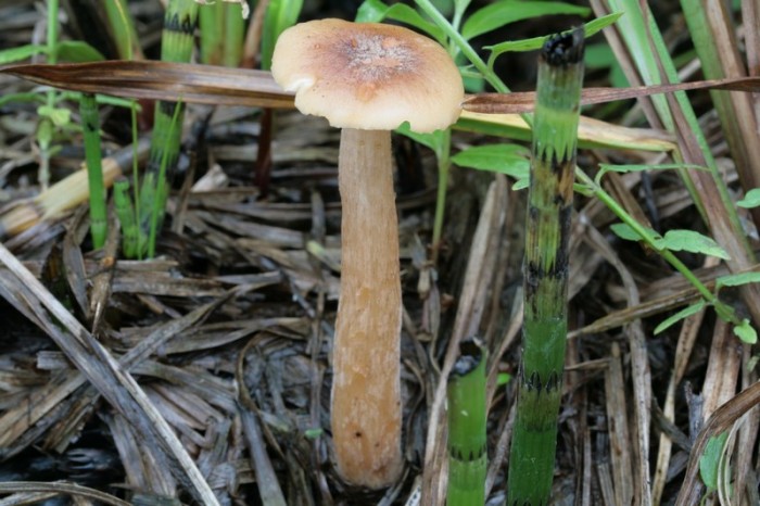 Copie de IMG_2797.JPG