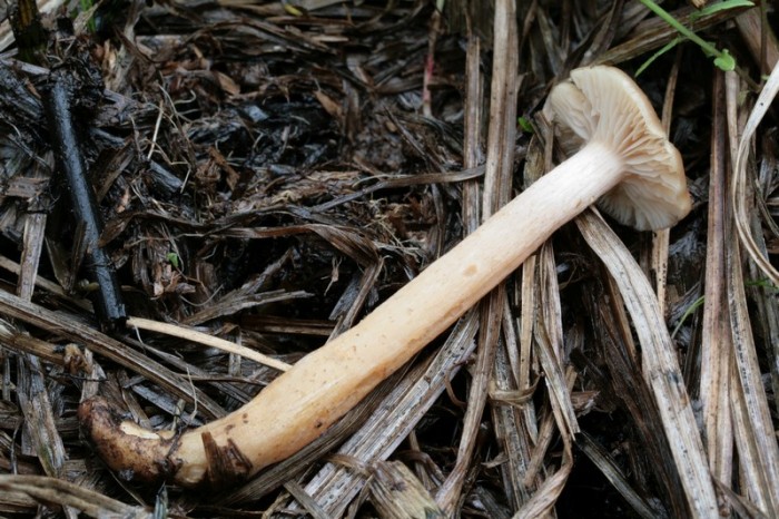 Copie de IMG_2799.JPG