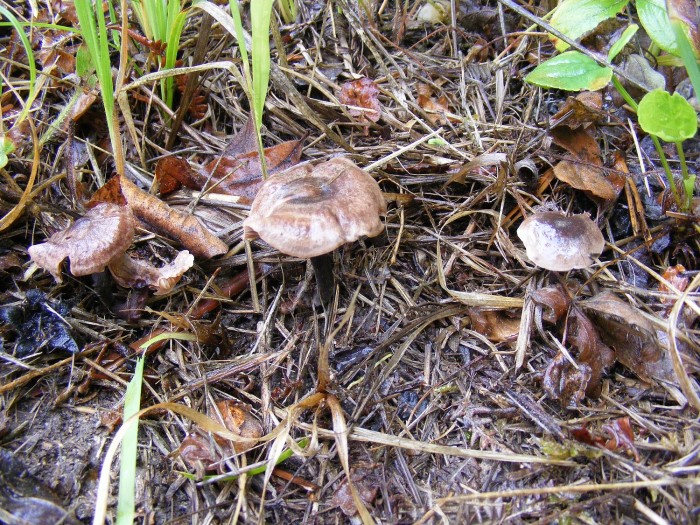 bois chamadelle 024.JPG