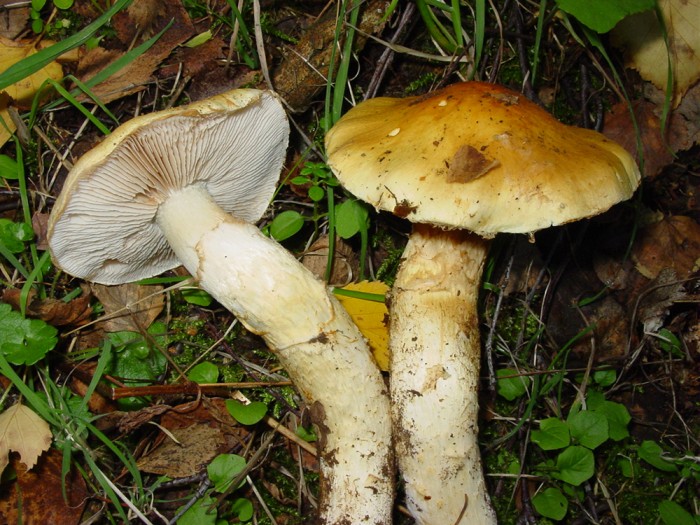 cortinaire sp.jpg