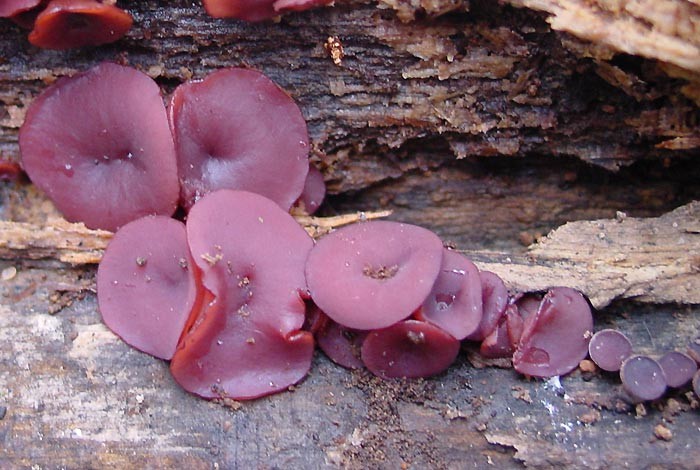 Ascocoryne_cylichnium.jpg