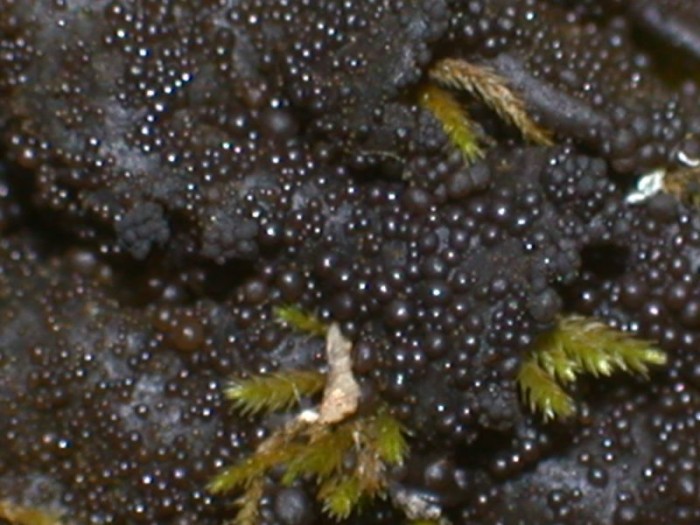 macro