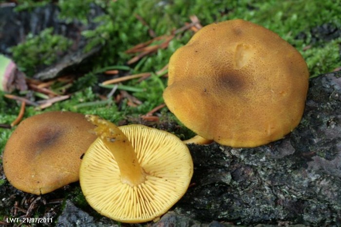 Copie de IMG_2828.JPG