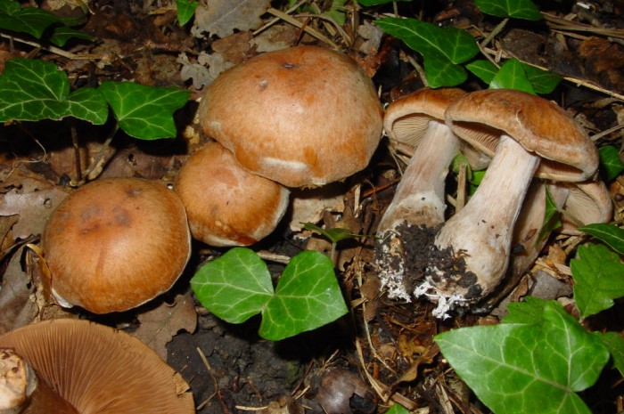 cortinarius.jpg