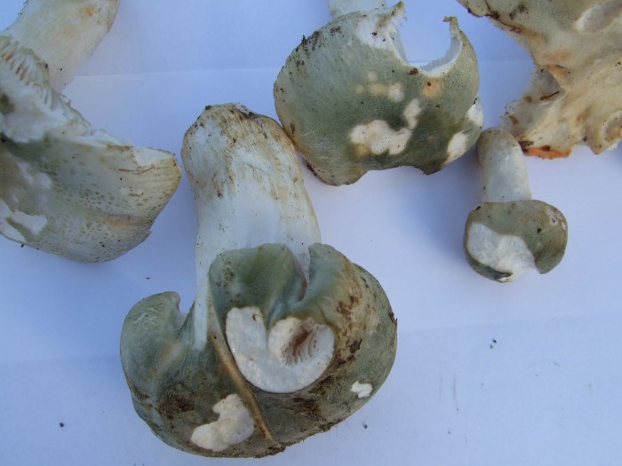 Russula_virescens_08_aout_2011_1500x1125.jpg