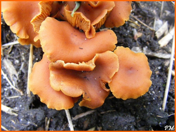 Gymnopilus fulgens 2.jpg