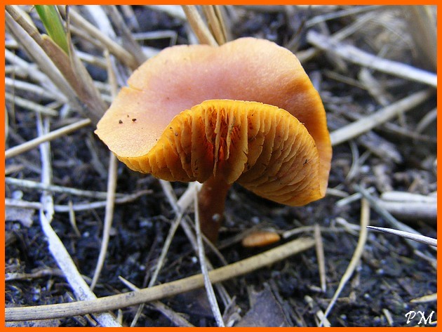 Gymnopilus fulgens suite 017.JPG