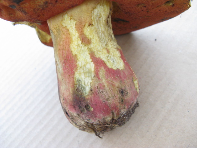 Bs 001.jpg