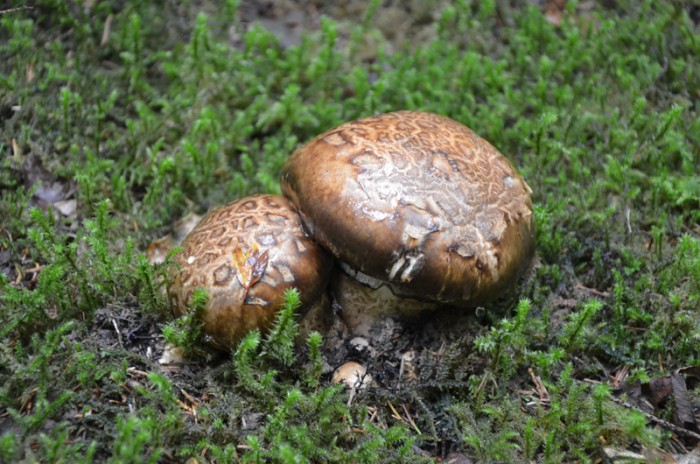 Catathelasma imperiale - R13082011  REC.jpg