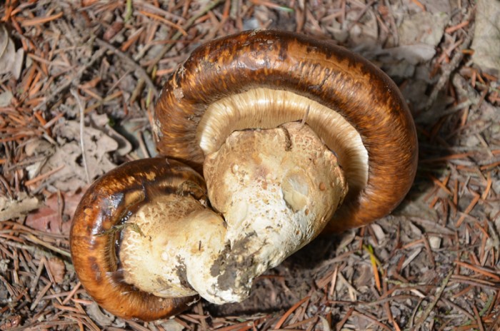 Catathelasma imperiale - R13082011 (6)REC.jpg