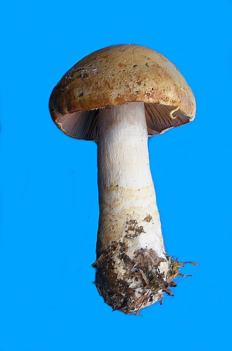 Cortinarius sp 1.jpg