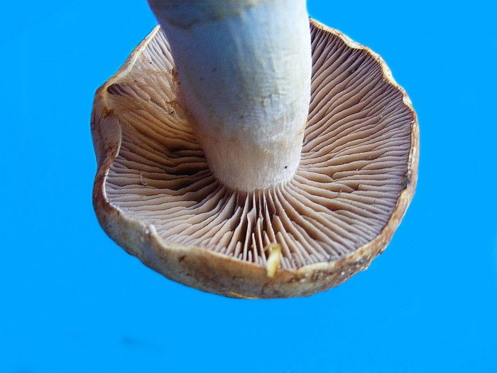 Cortinarius sp 3.jpg