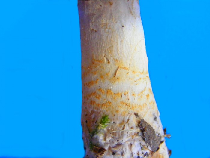 Cortinarius sp 2.jpg