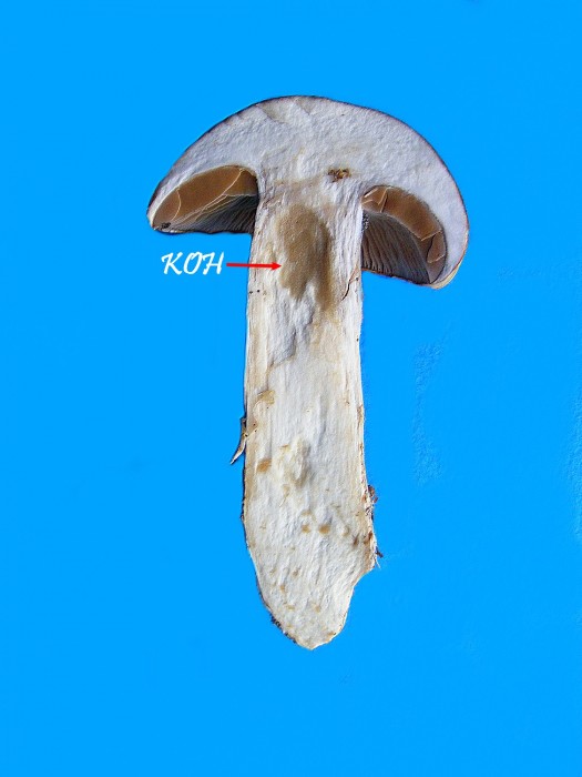 Cortinarius sp 4.jpg