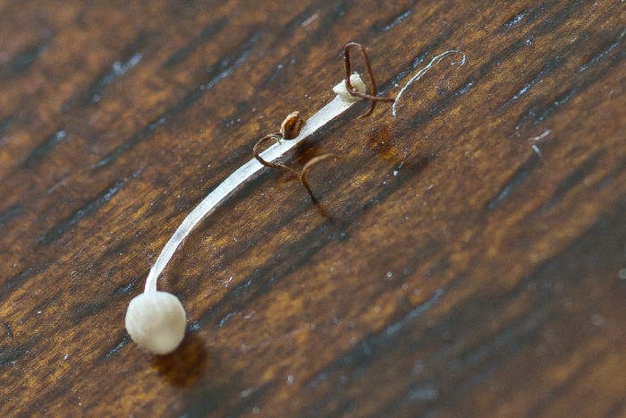 mycena3.jpg