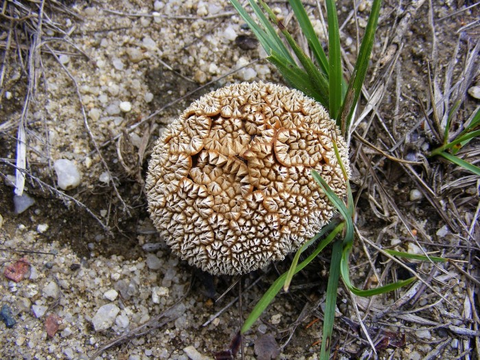 Lycoperdon sp 1.jpg