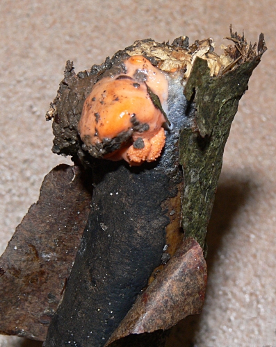 resized_P1000372.jpg