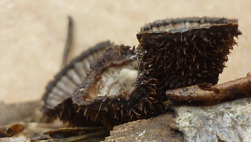 resized_Agaricaceae - Cyathus striatus 3 - Vieux-Moulin - 27-08-2011.jpg
