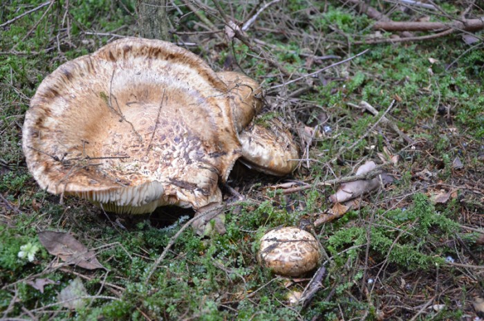Catathelasma imperiale - R31082011 (1).JPG