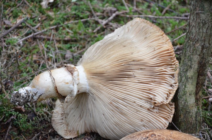 Catathelasma imperiale - R31082011 (7).JPG