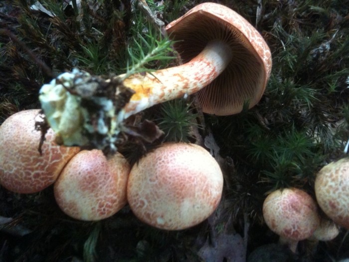 cortinarius bolaris.JPG