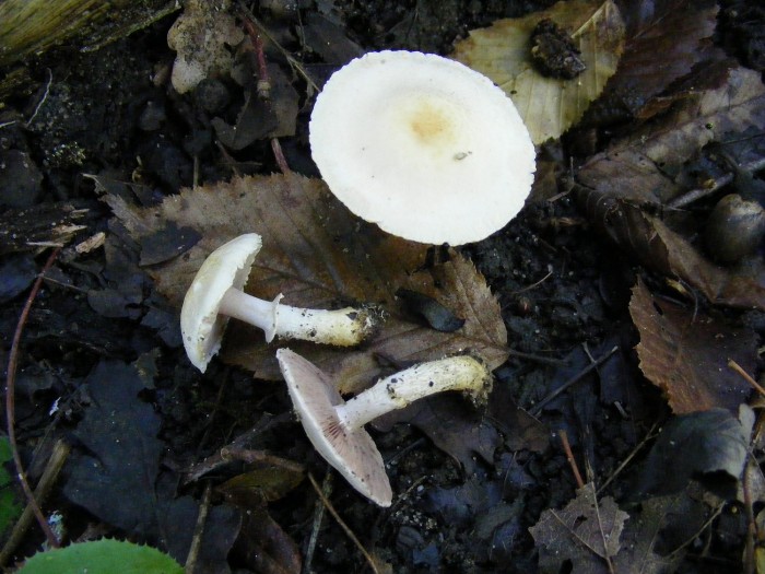 Agaric 1.jpg