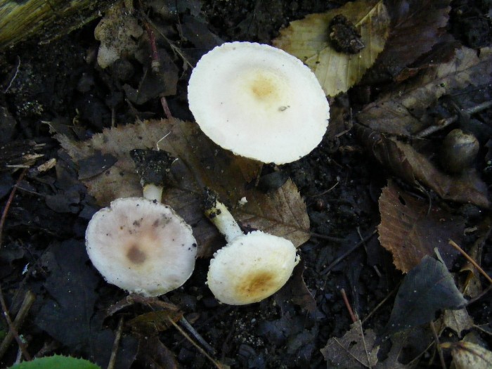 Agaric 2.jpg
