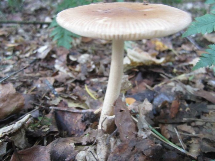 2011.09.09.HYDRION.fungi.X.X.JR (13)_800x600.jpg