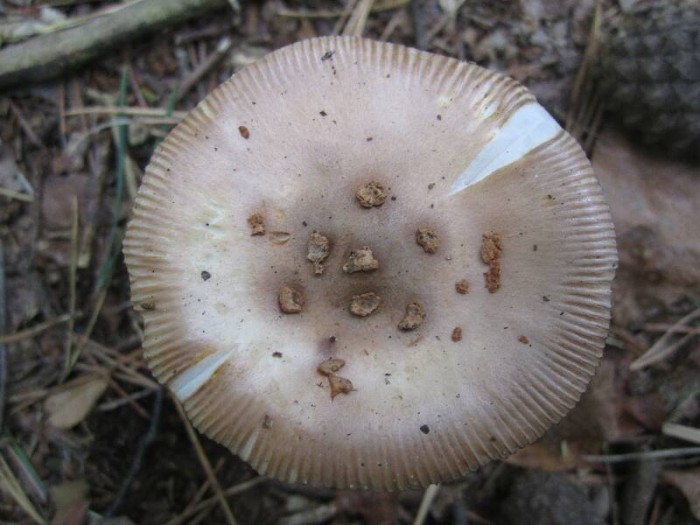 2011.09.08.HYDRION.fungi.X.X.JR (10)_800x600.jpg