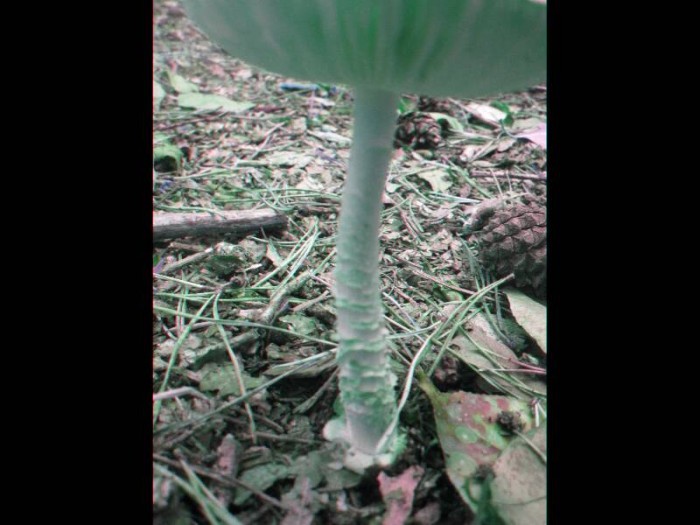 2011.09.08.HYDRION.fungi.X.X.JR (12)_800x600.jpg