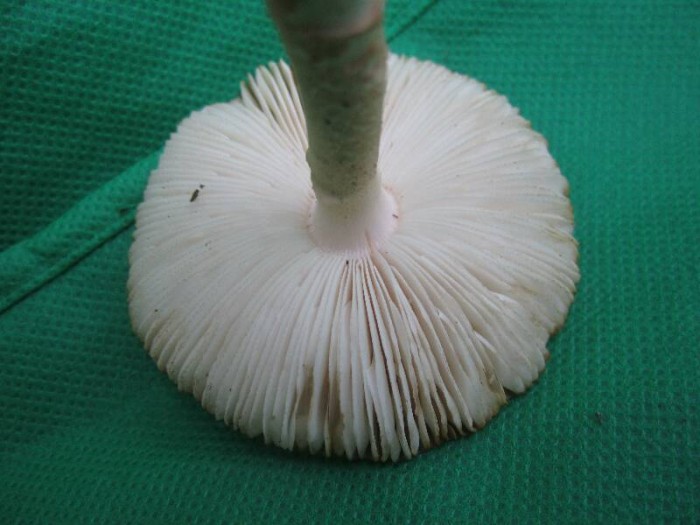 2011.09.08.HYDRION.fungi.X.X.JR (17)_800x600.jpg