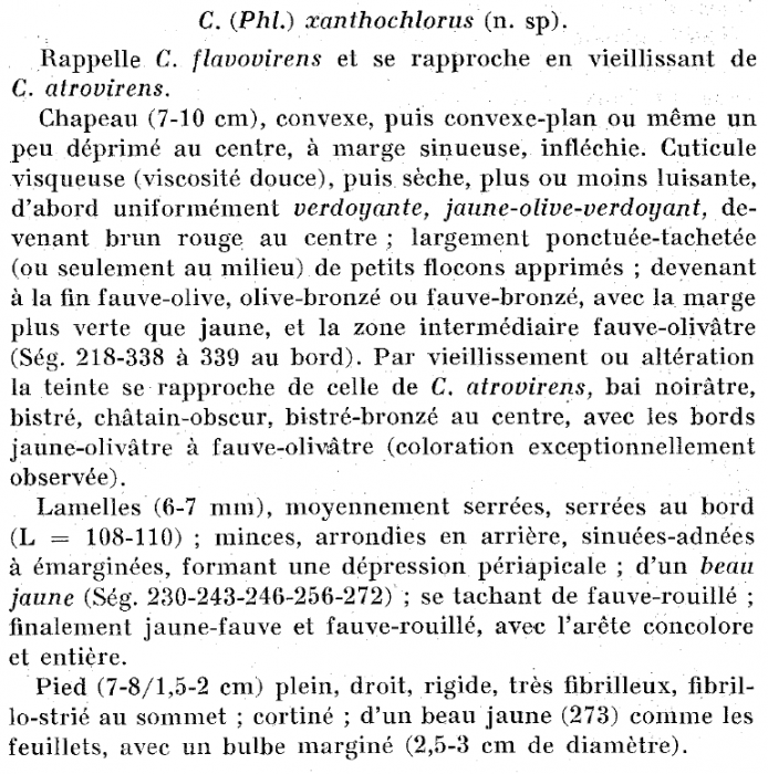 xanthochlorus-1.png