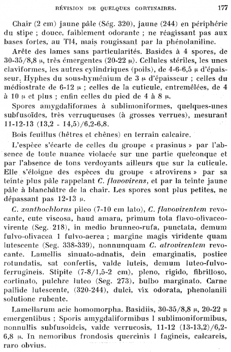 xanthochlorus-2.png