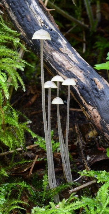Gorges de Ceyrat 18-09-11.JPG