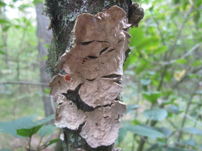 2011.09.16.fungi.STEREUM.RUGOSUM.JR (18)_800x600.jpg