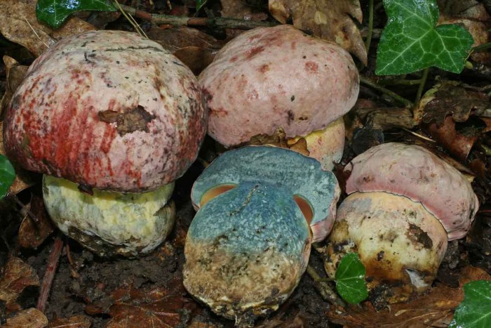 Boletus lupinus