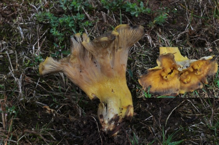 cantharellus sp1.JPG