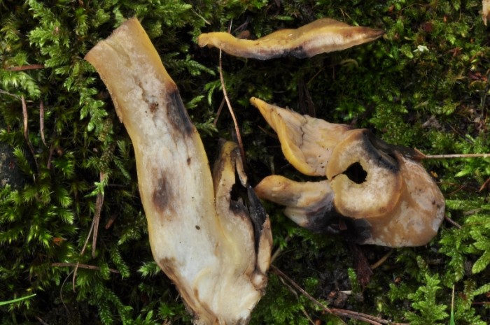 cantharellus sp3.JPG