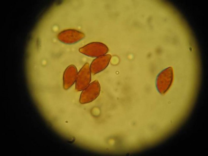 Copie de spores cortinaires 019 OK.jpg