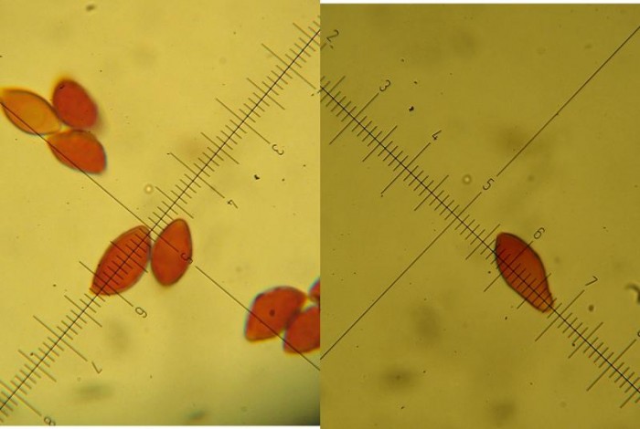 sp 49 et sp52.JPG