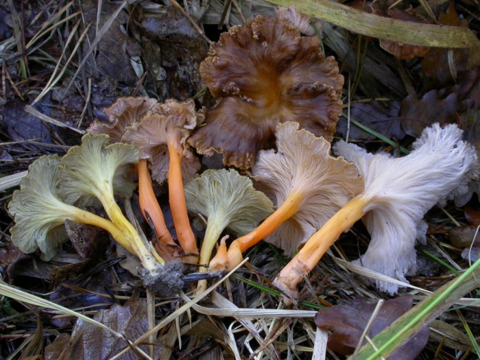 C. lutescens