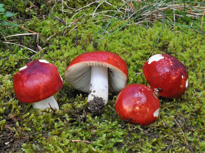 Russula_erythrocephala_2010.jpg