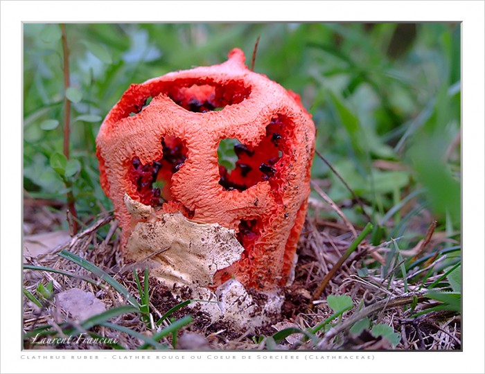 Clathrus_ruber.jpg
