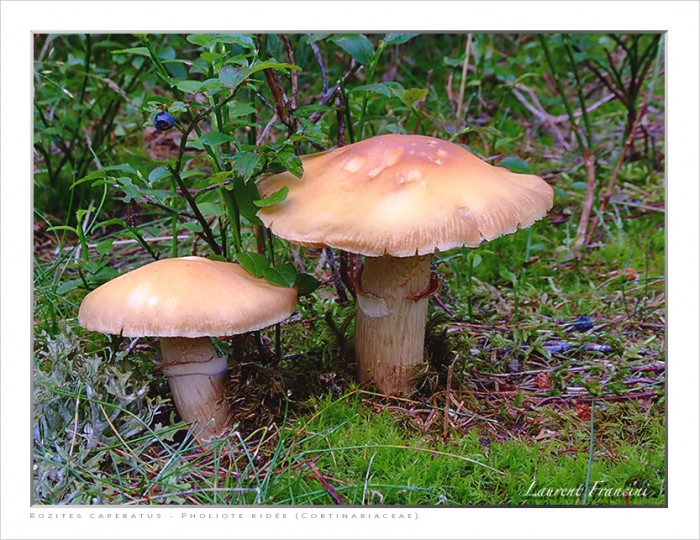 Rozites_caperatus.jpg