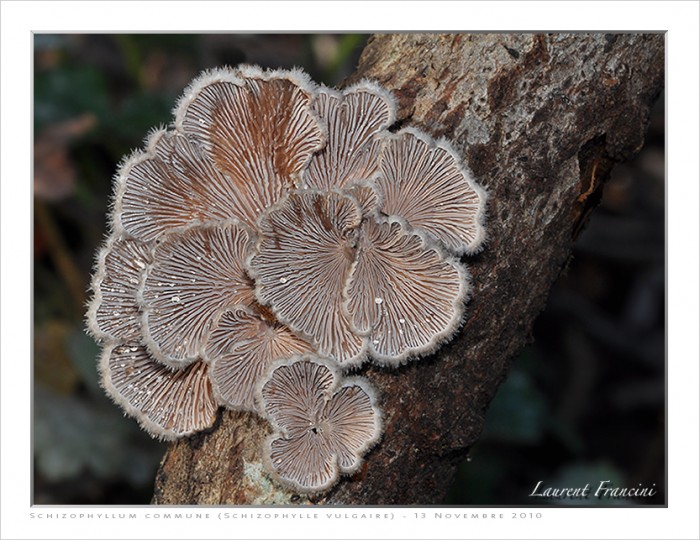 Schizophyllum_commune.jpg