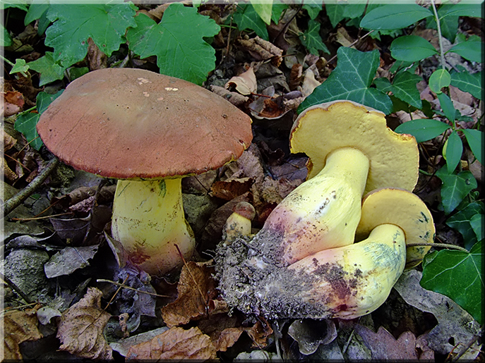 Boletus_pseudoregius.jpg