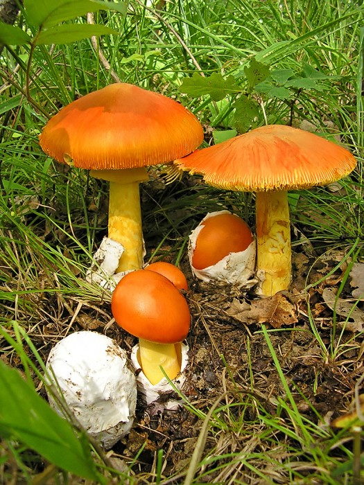 Amanita_caesarea_groupe.jpg