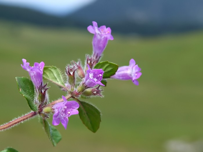 Acinos_alpinus.jpg