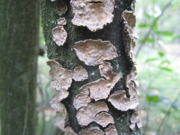 2011.09.20.HYDRION.fungi.STEREUM.X.JR (15)_800x600.jpg